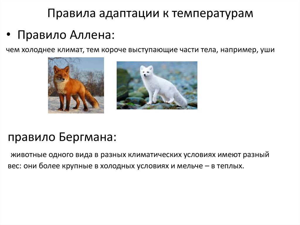 Приспособление лисы к жизни. Примеры адаптации животных к температуре. Адаптации животных к высоким температурам. Правило Аллена и Бергмана. Приспособления к температуре у животных и растений.