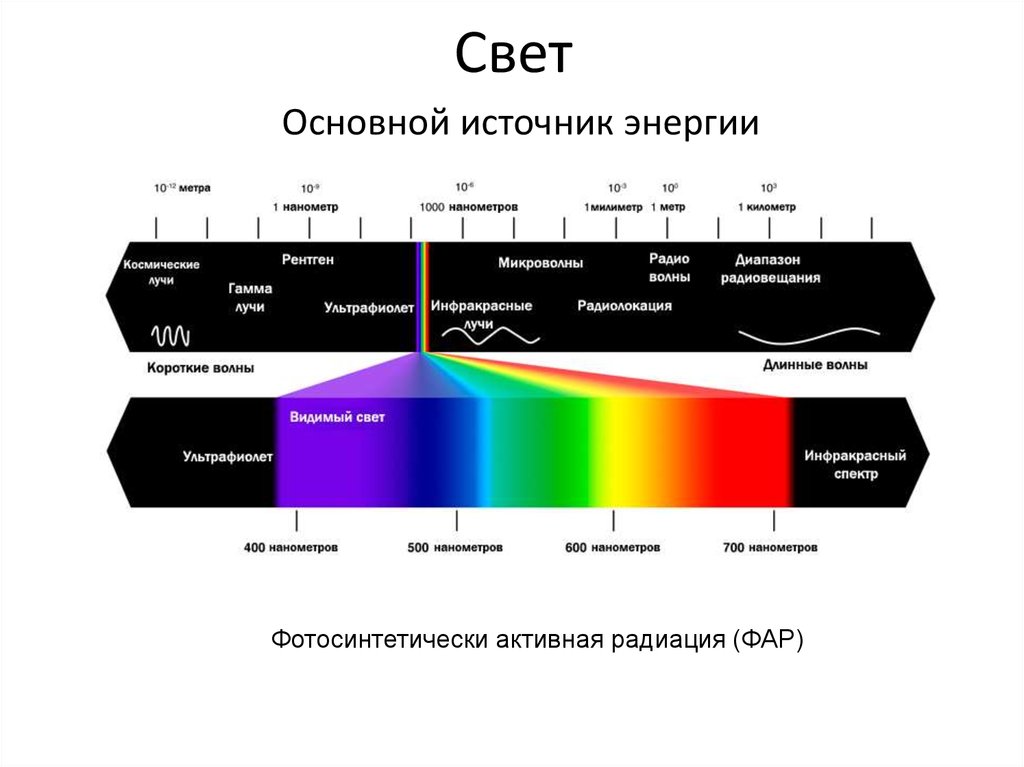 Основной свет. Спектр фотосинтетически активной радиации. Фотосинтетически активная радиация фар. Физиологически активная радиация. Фар физиологически активная радиация.