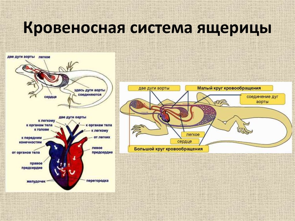 Кровеносная система рептилий таблица