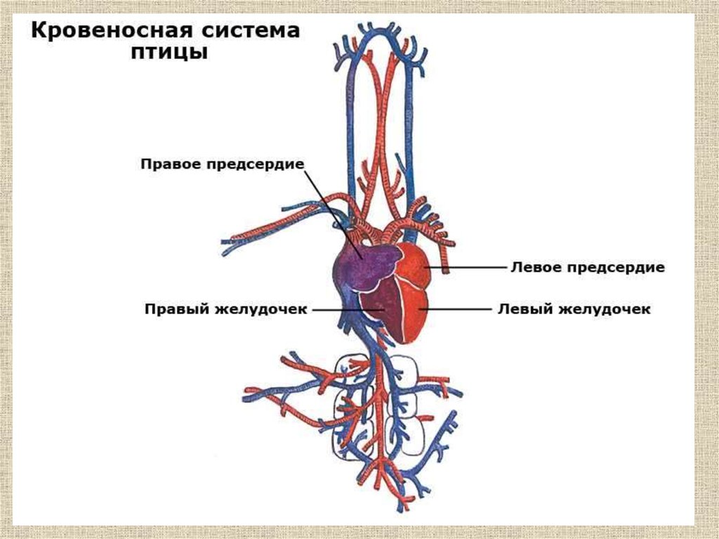 Процесс кровообращения птиц. Схема строения кровеносной системы птиц. Венозная система птицы строение. Схема кровообращения птиц. Схема кровеносной системы птицы схема.