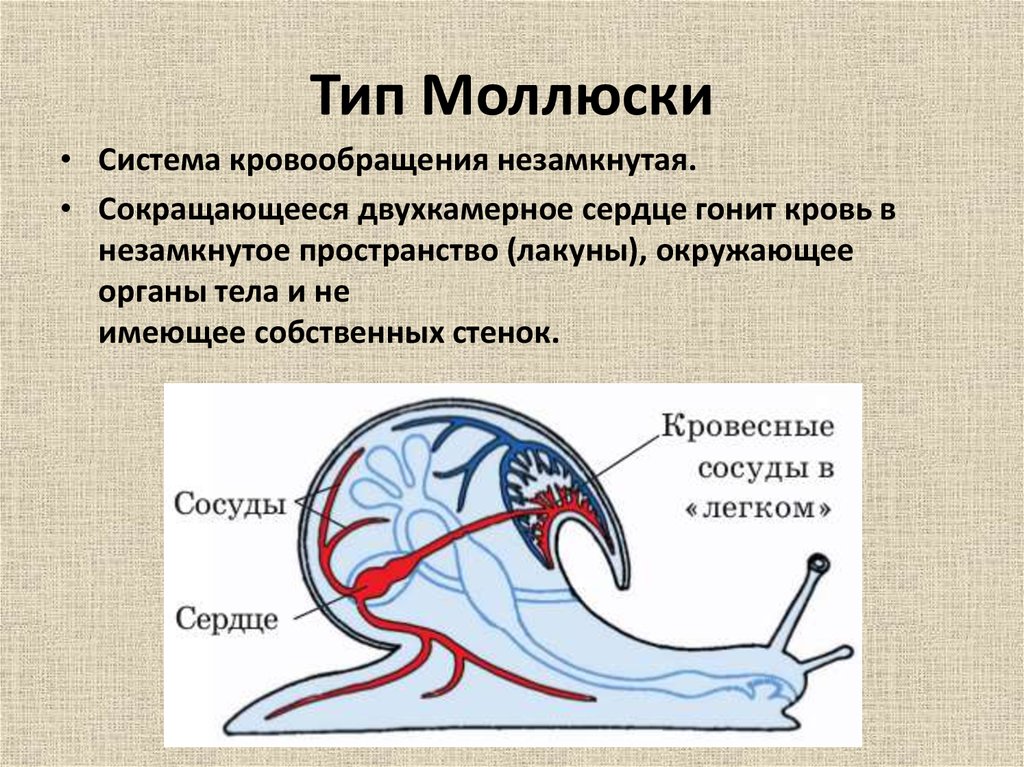 Животное имеет один круг кровообращения. Тип моллюски кровеносная система. Тип моллюски Тип кровеносной системы. Тип моллюски строение кровеносной системы. Незамкнутая кровеносная система у моллюсков.