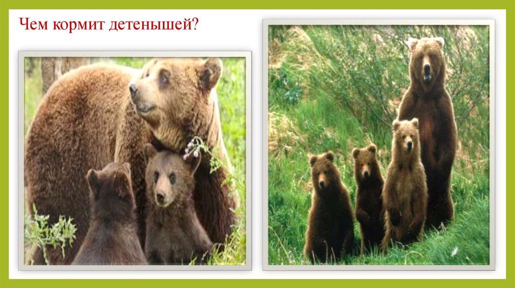 Чем кормит детенышей?