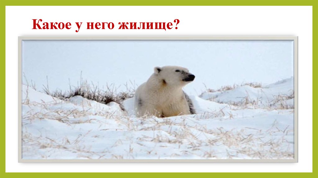 Какое у него жилище?