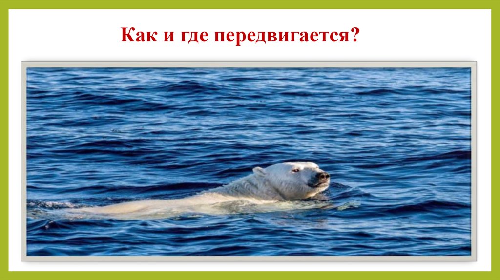 Как и где передвигается?