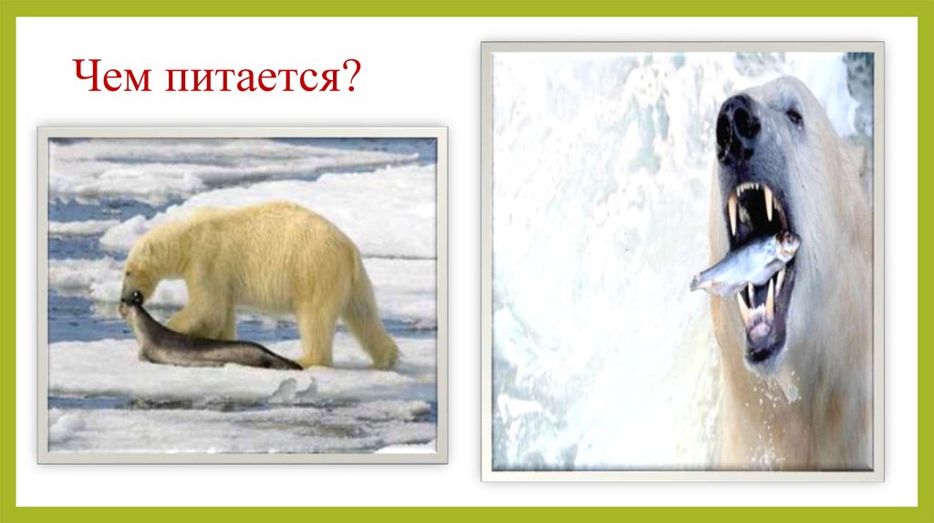 Чем питается?