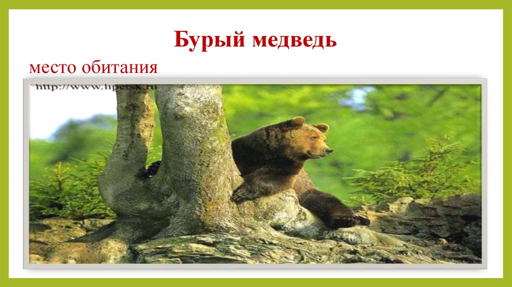 Бурый медведь