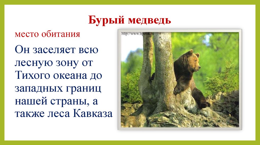 Бурый медведь