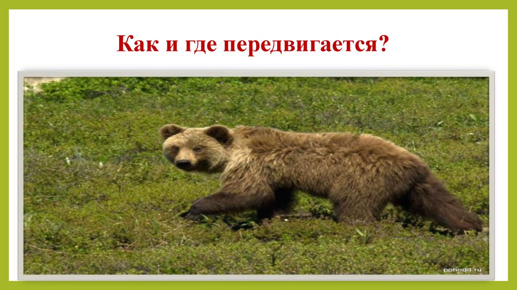 Как и где передвигается?