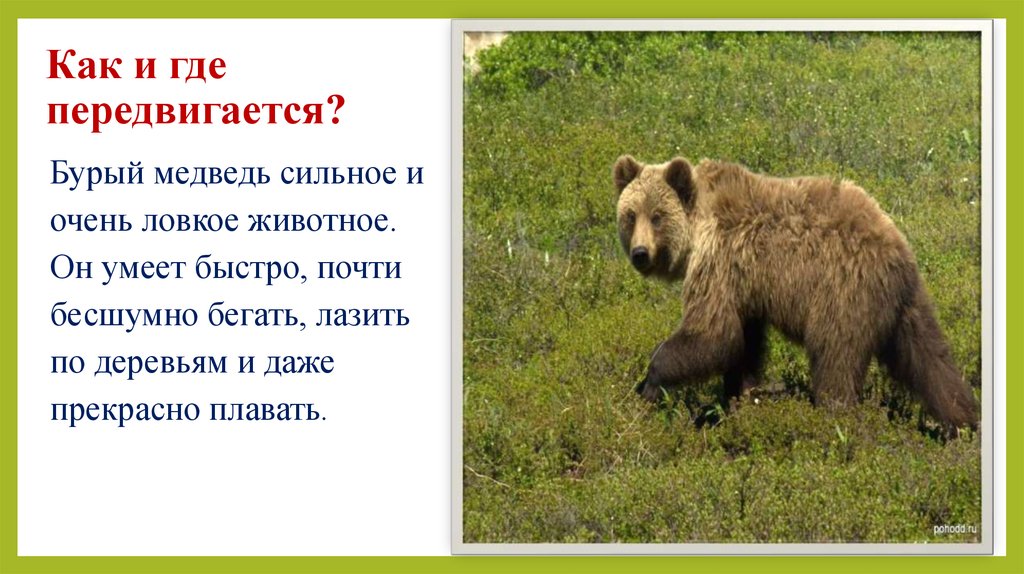 Как передвигается бурый медведь. Образ жизни бурого медведя. Как бурый медведь приспособлен к суровой зиме. Бурый медведь презентация 2 класс. Бурый медведь вид адаптации.