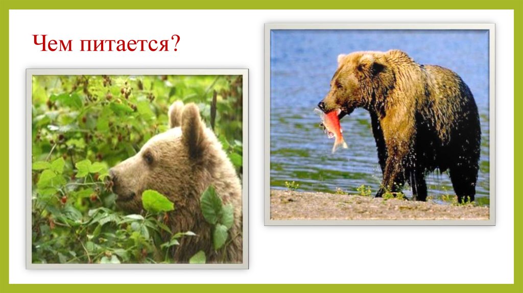 Чем питается?