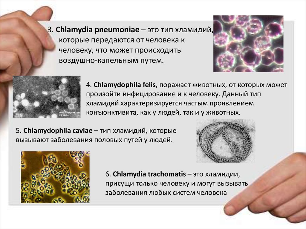 Хламидия chlamydia. Хламидиоз кошек Chlamydophila Felis. Хламидиоз клинические проявления.