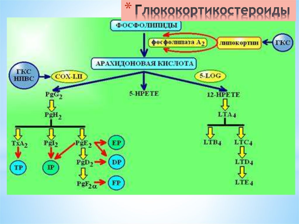 Гкс 3. Глюкокортикоиды фосфолипаза а2. Арахидоновая кислота фосфолипаза а2. Схема действия глюкокортикоидов. Механизм действия глюкокортикоидов схема.