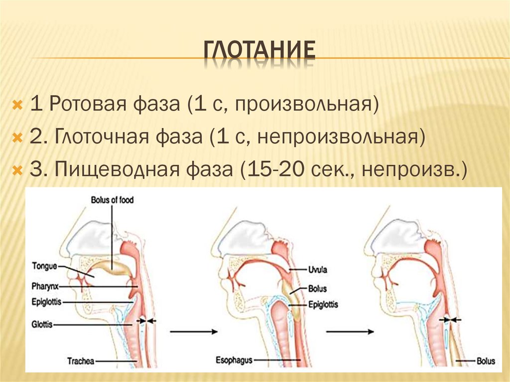 Глоточный рефлекс. Глоточная фаза глотания. Механизм процесса глотания. Пищеводная фаза глотания. Пищеварение в ротовой полости и глотание.