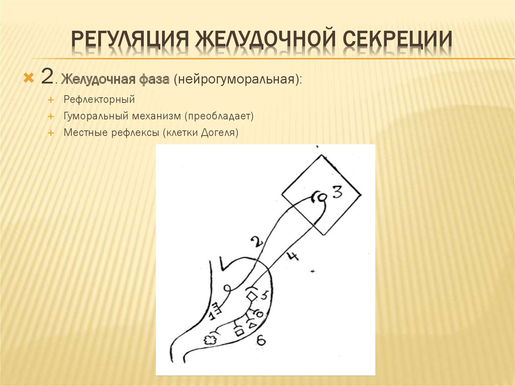 Желудочная фаза желудочной секреции схема