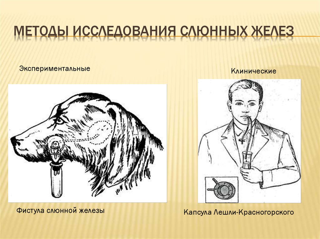 Исследование железы. Капсула Лешли Красногорского физиология. Капсула Лешли-Ющенко-Красногорского. Методы исследования слюнных желез. Методы исследования слюнных желёз.