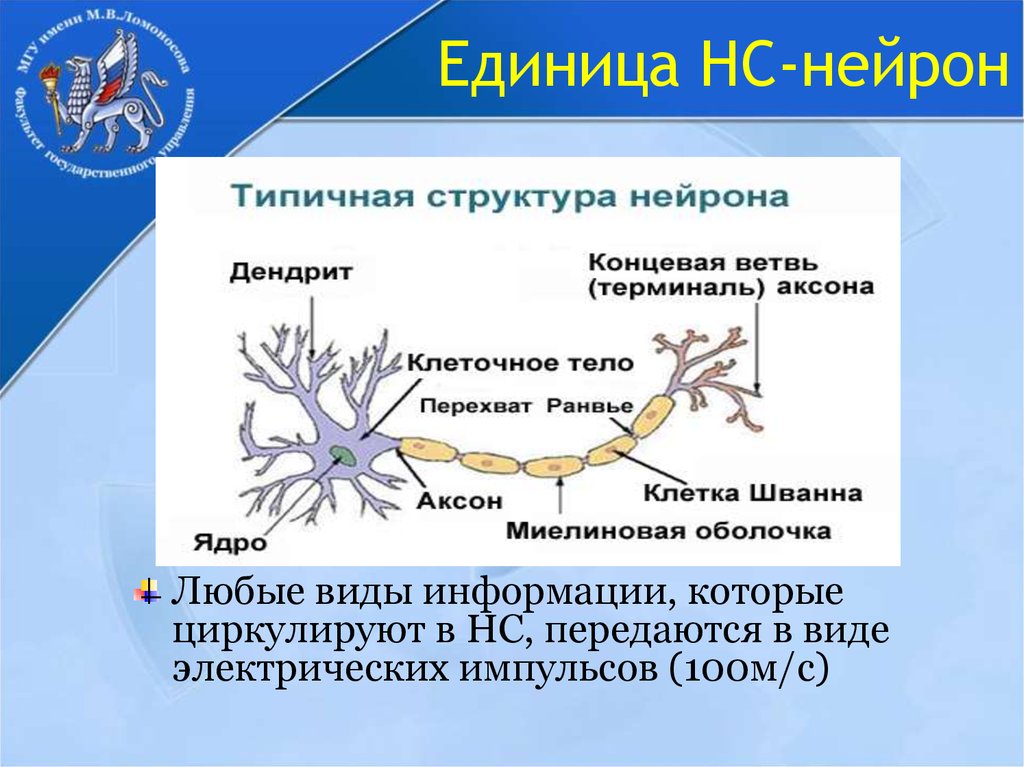 Нервные узлы и нейрон. Перехват Ранвье функции нейрона. Строение нейрона перехват Ранвье. Перехват Ранвье нервная ткань. Типичная структура нейрона.