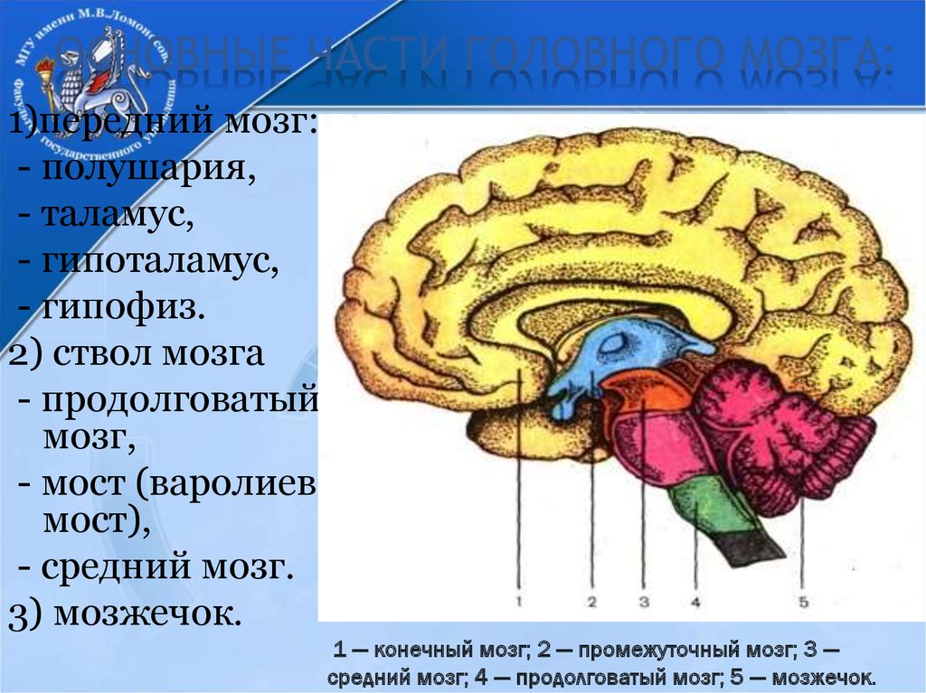Таламус и гипоталамус какой отдел мозга. Мозжечок — ￼; мост — ￼; продолговатый мозг — ￼; промежуточный мозг —. Строение мозга человека таламус. Продолговатый мозг таламус гипоталамус гипофиз. Отделы головного мозга продолговатый промежуточный.