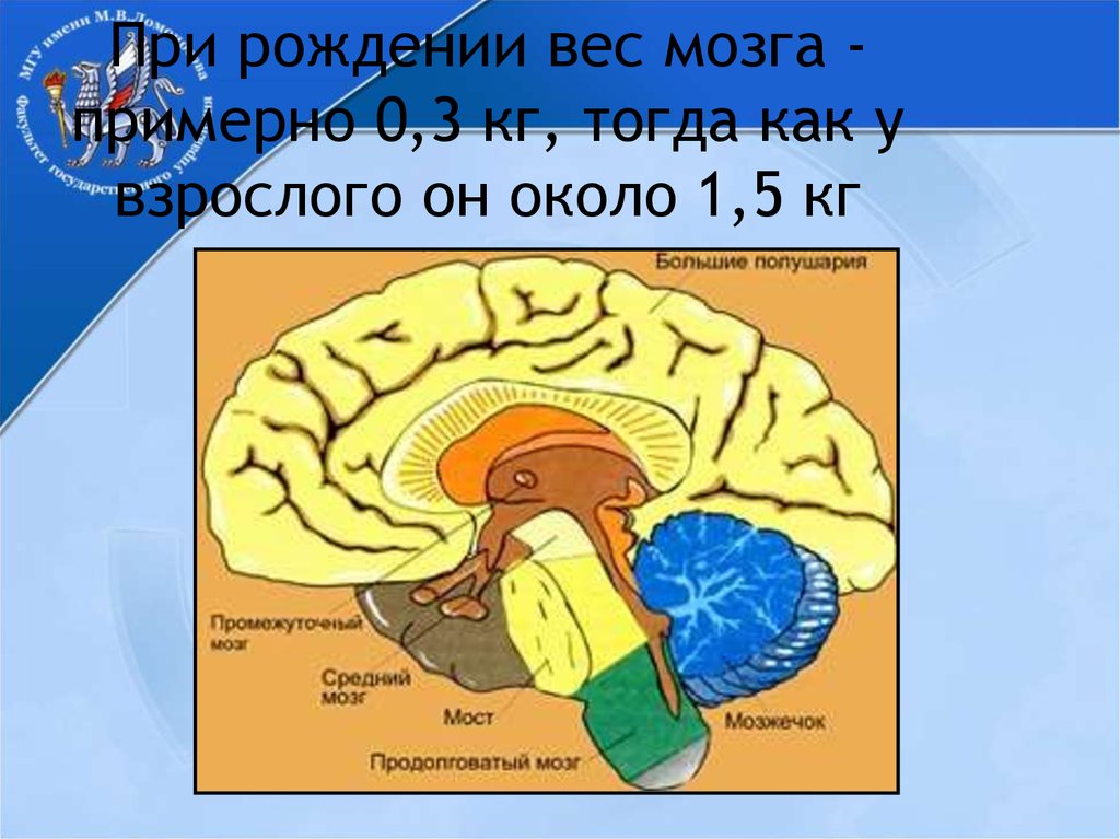 Какой вес мозга человека. Вес головного мозга у взрослого человека. Какова масса мозга взрослого человека. Вес человеческого мозга взрослого человека.