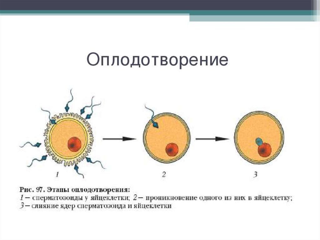 Схема типы оплодотворения