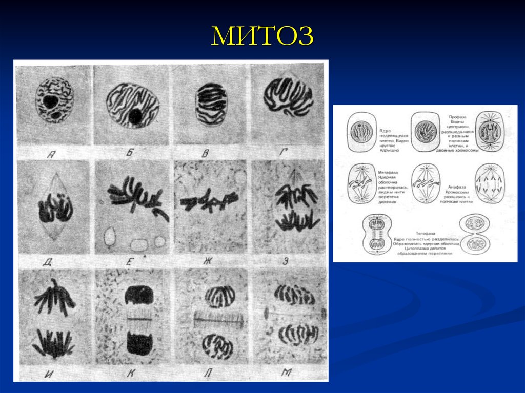 Митоз подробная схема