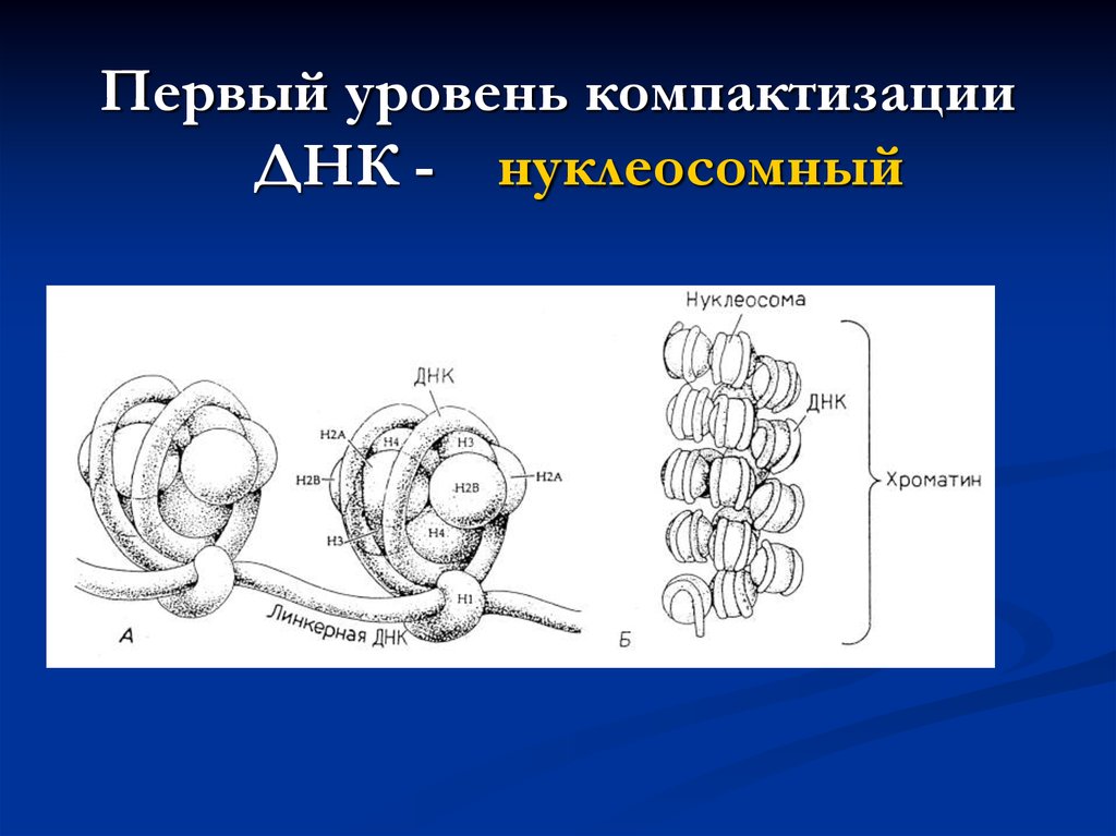 2 хроматина. Уровни компактизации хроматина. Уровни компактизации хромосом. Первый уровень компактизации ДНК. Нуклеосомный нуклеомерный.