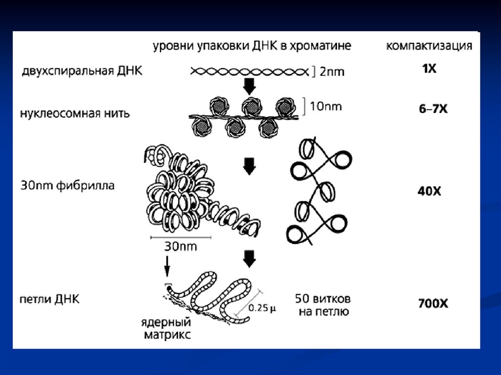 Стадии спирализации хромосом. Уровни упаковки ДНК В хромосоме. Уровни упаковки ДНК В хромосоме эукариот. Уровни упаковки ДНК В метафазную хромосому. Уровни компактизации ДНК эукариот.