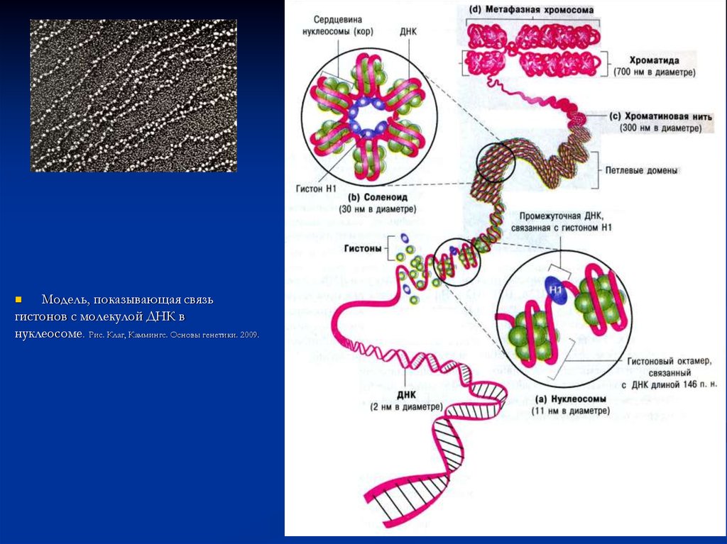 Днк в соединении с белком. Строение хромосомы и упаковка ДНК. Строение хромосомы гистоны. Модель компактизации генетического материала. Схема компактизации ДНК В хромосоме.