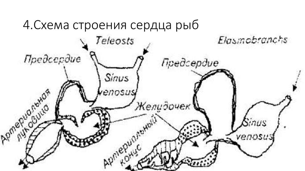 Сердце рыб рисунок