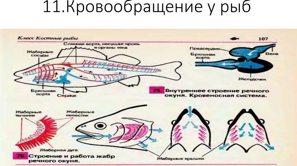Окунь круги кровообращения. Эволюция кровеносной системы у рыб. Круг кровообращения у рыб 7 класс. Система кровообращения рыб схема. Схема движения крови у рыб.