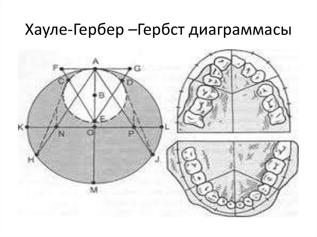 Хаулей гербер гербст