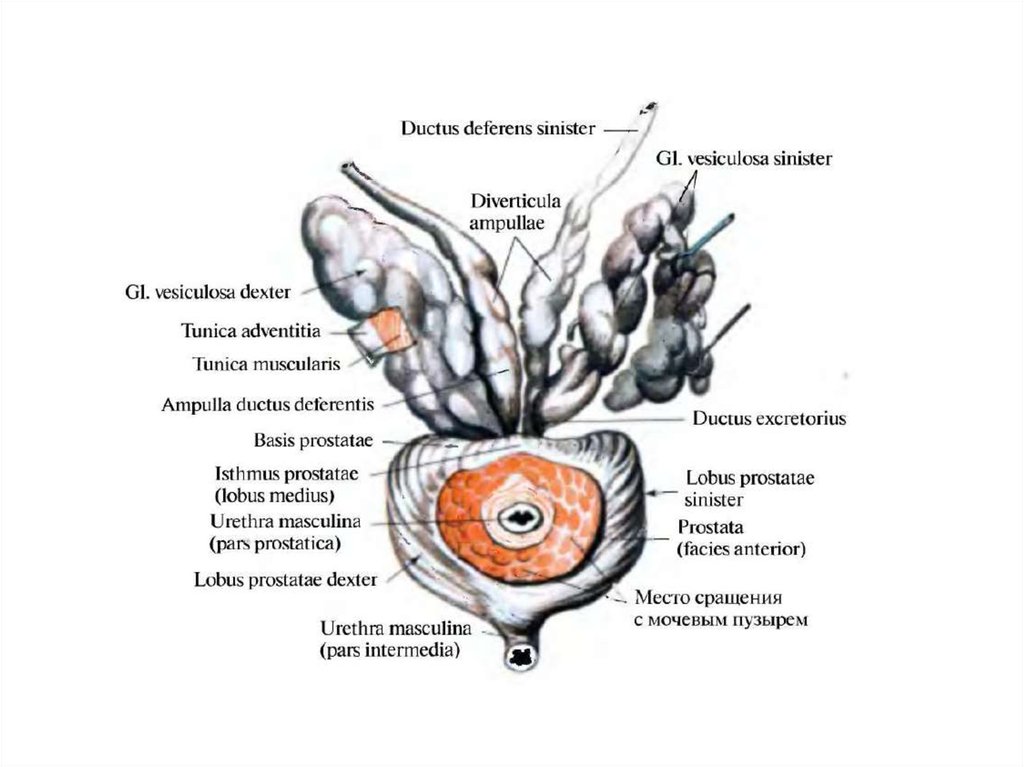 Мужские половые органы анатомия. Части Ductus deferens. Воспаление бульбоуретральной железы у женщин. Ductus excretorius.