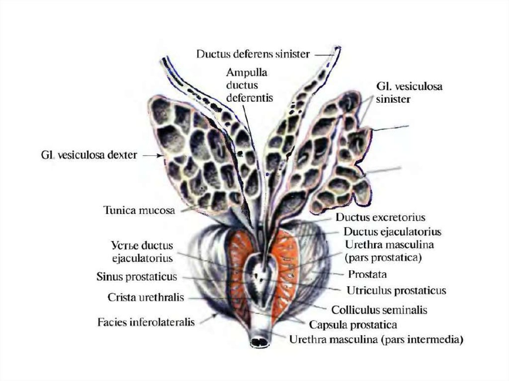 Схема члена. Ampulla Ductus deferentis. Укажите части Ductus deferens.