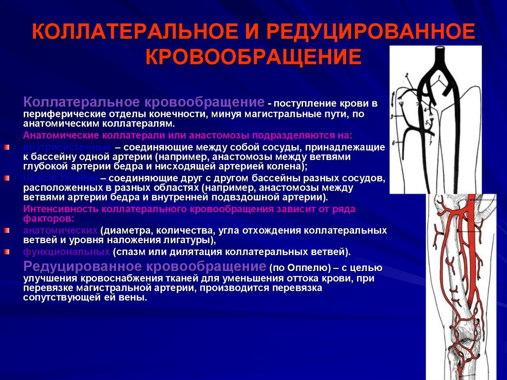 Артериальный тип крови. Коллатеральное кровообращение нижней конечности. Коллатеральные сосуды и анастомозы. Коллатеральный кровоток в артериях нижних конечностей. Понятие о коллатеральном кровообращении.