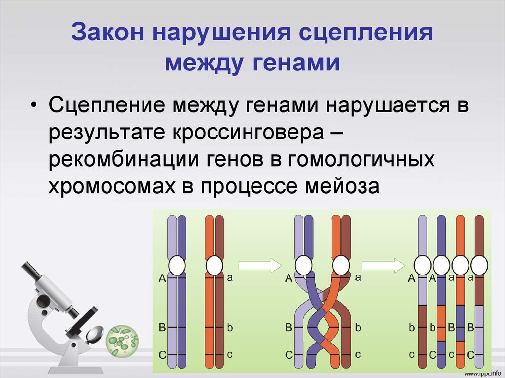 Сцепленные хромосомы. Закон сцепленного наследования и нарушения сцепления генов. Нарушение сцепления кроссинговер. Сцепленное наследование генов. Нарушение сцепления. Кроссинговер и нарушение сцепления генов.