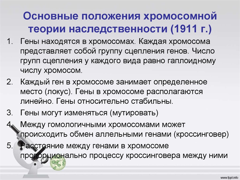 Положениями хромосомной теории наследственности является