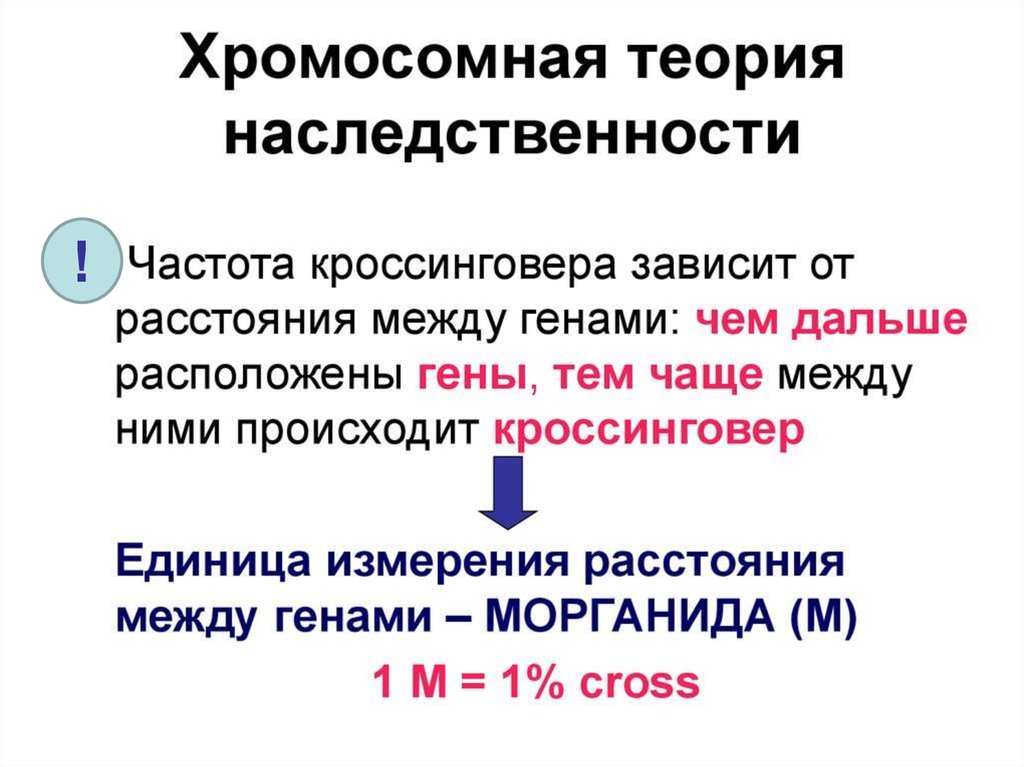 Биология хромосомная теория. Теория Томаса Моргана генетика. Хромосомная теория наследования Моргана.