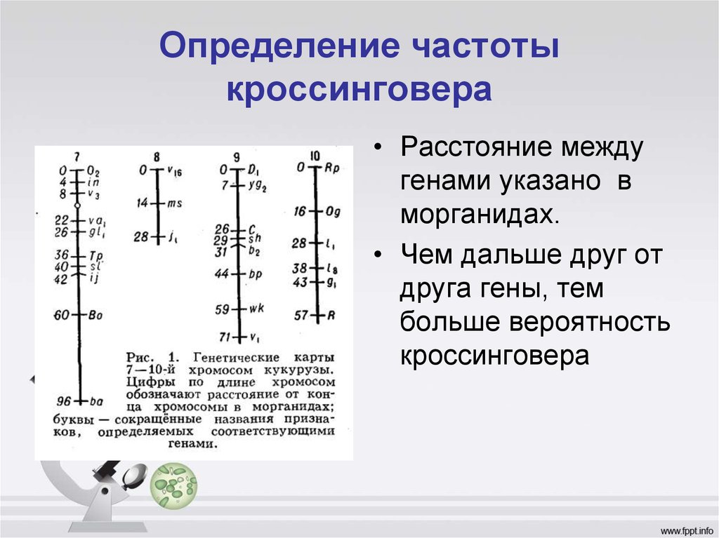 Расстояние в морганидах. Частота кроссинговера между генами. Частота кроссинговера между двумя генами определяется. Определение расстояния между генами. Частота кроссинговера зависит.