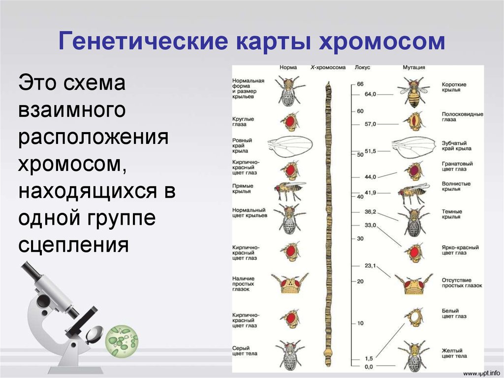 Генетические карты хромосом. Карты хромосом Моргана. Генетическая карта хромосомом. Схема генетическая карта хромосомы.