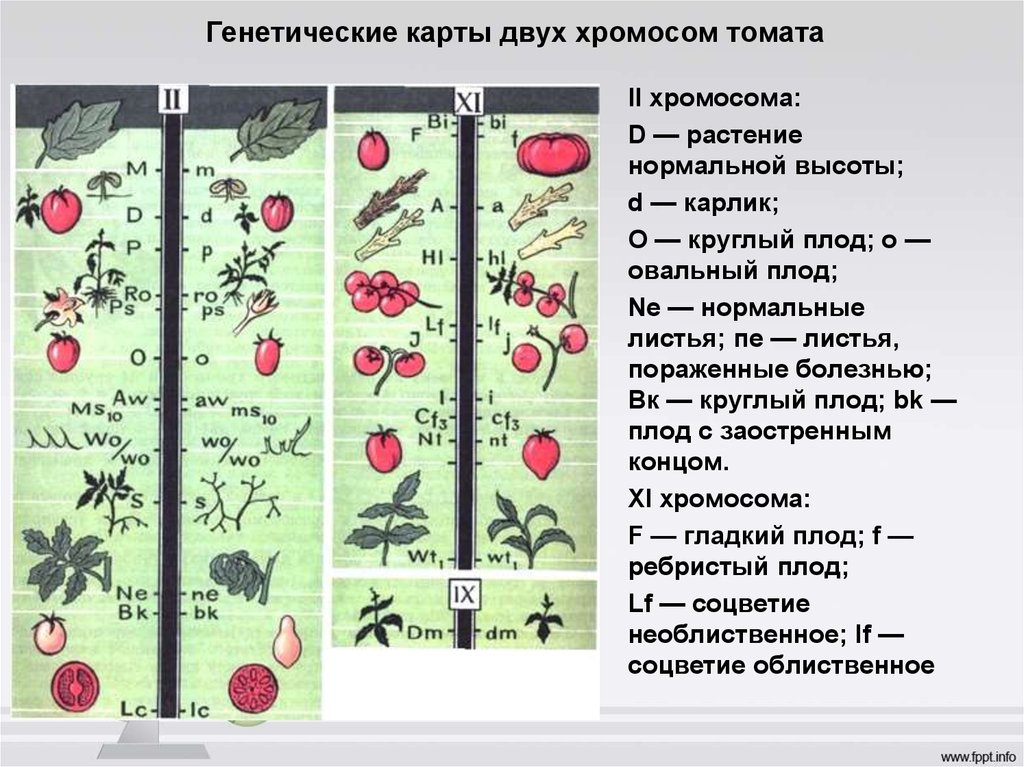 Карта хромосом это