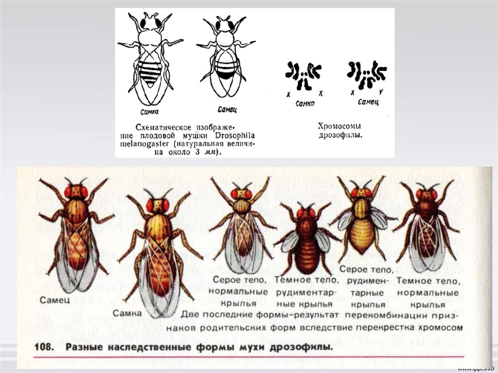 Почему дрозофилы