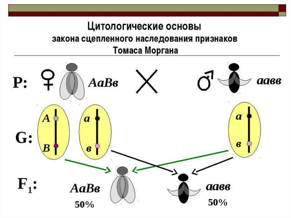 Схема сцепленного наследования