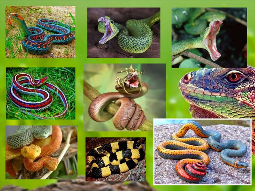 1 вид рептилий. Пресмыкающиеся. Пресмыкающиеся разнообразие. Разнообразие древних пресмыкающихся. Пресмыкающиеся самые плодовитые.