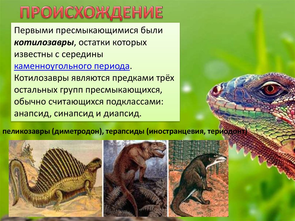 Общими признаками рептилий являются. Происхождение рептилий котилозавры. Предки пресмыкающиеся. Происхождение пресмыкающихся. Пресмыкающиеся Эволюция.