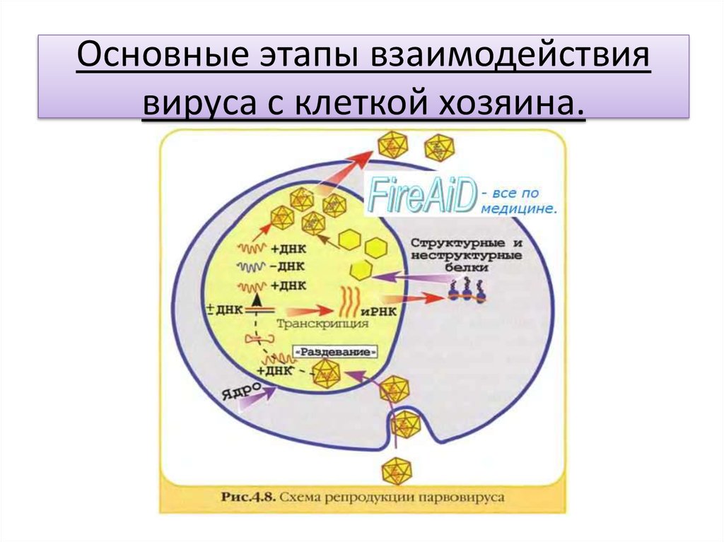 Стадии взаимодействия вируса с клеткой