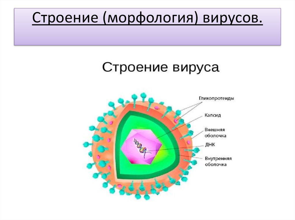 4 строение вирусов. Схема строения вируса герпеса. Вирус простого герпеса строение. Вирус герпеса 1 типа строение. Ветряная оспа строение вируса.