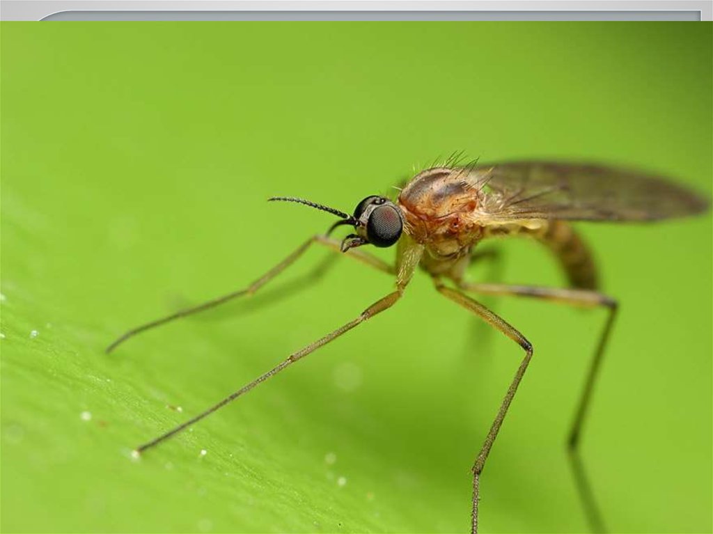 Обитатели болот