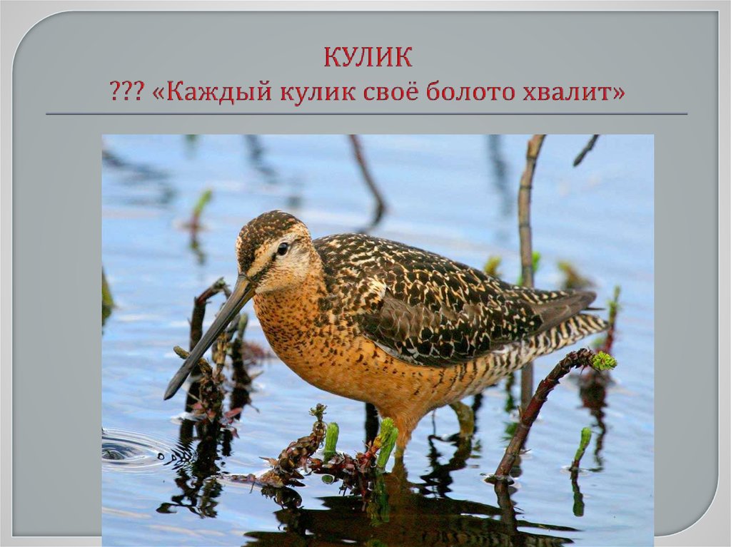 КУЛИК ??? «Каждый кулик своё болото хвалит»