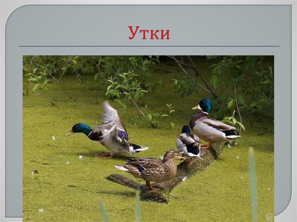 Утки