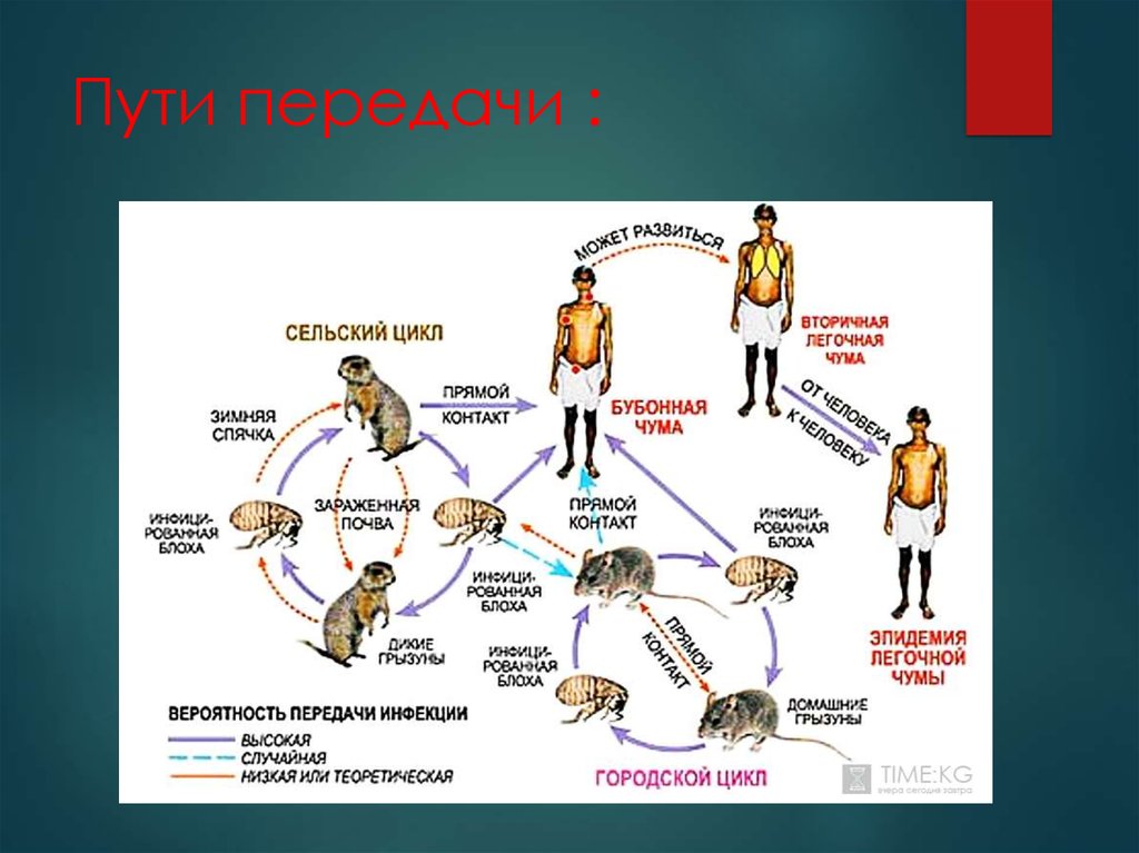 Ликвидация особо опасных инфекций в ссср презентация