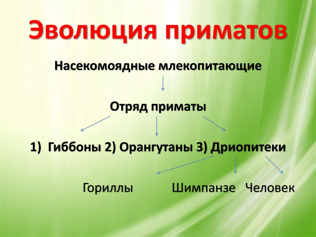 Основные этапы эволюции приматов презентация